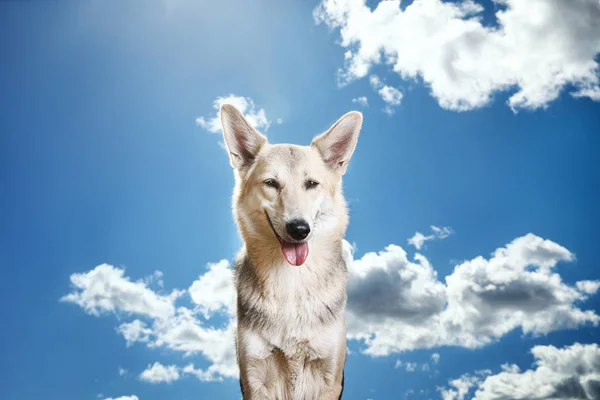 Cão peludo contra céu nublado. Dia ensolarado — Fotografia de Stock