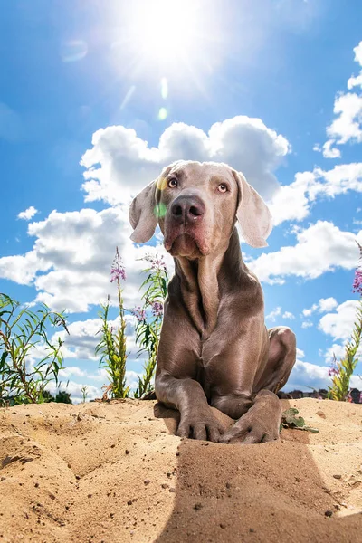 Happy Weimaraner dog resting on sand. Sunny day — Stock Photo, Image