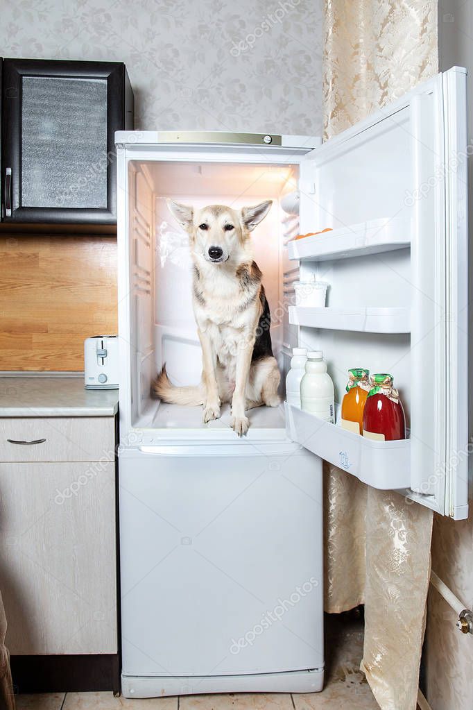 Dog sitting inside of empty fridge indoor