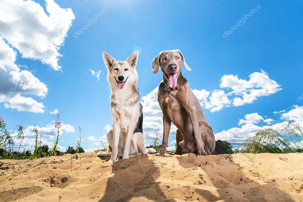 Obedient dogs against cloudy sky. Sunlight in the camera