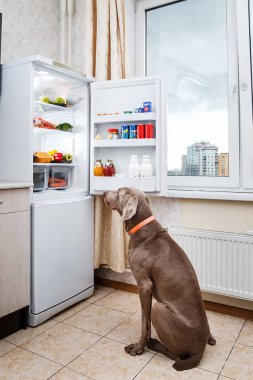 Aç köpek mutfakta yemek bekliyor.