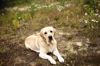 Mutlu büyük köpek doğadaki yeşil çayırda dinleniyor.