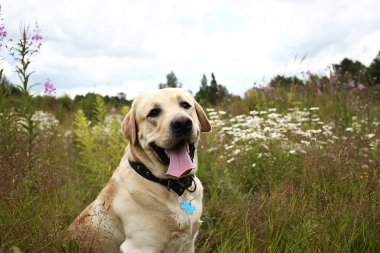 Mutlu büyük köpek doğadaki yeşil çayırda dinleniyor.