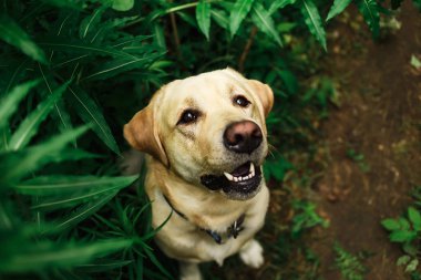 Çiçeklerle otlakta gezinen güzel büyük bir köpek.