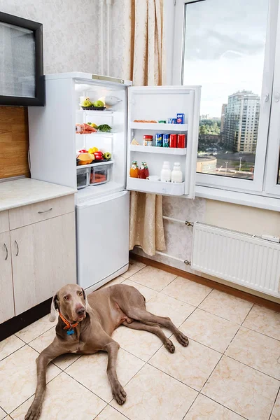 Głodny pies czeka na jedzenie w kuchni — Zdjęcie stockowe