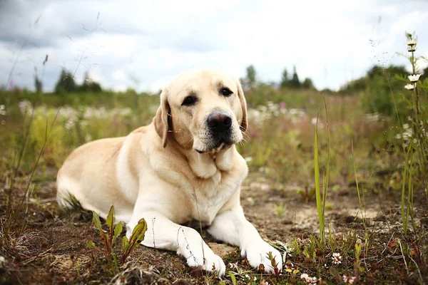 Joyeux gros chien ayant se détendre sur la prairie verte à la nature — Photo