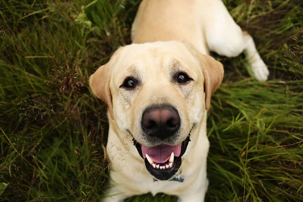 Happy big dog having relax on green meadow at nature — Stock Photo, Image