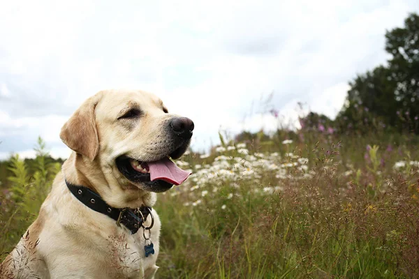 자연의 푸른 초원에서 휴식을 취하는 행복 한 큰 개 — 스톡 사진