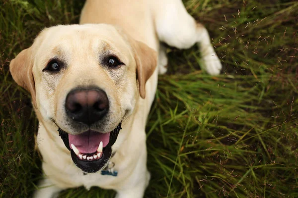 Glad stor hund som har koppla av på grön äng på naturen — Stockfoto