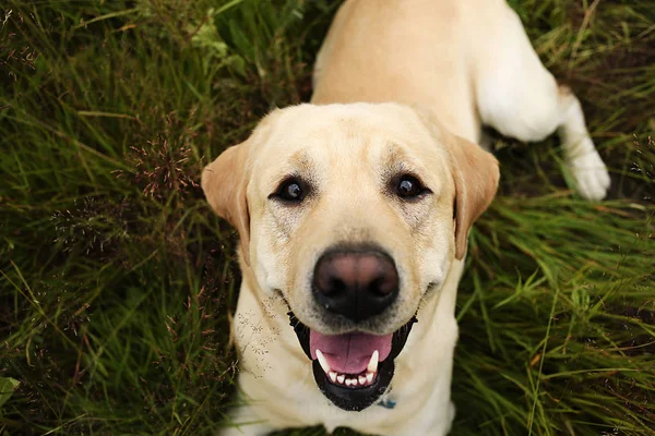 Glad stor hund som har koppla av på grön äng på naturen — Stockfoto