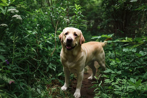 Hermoso perro grande paseando por el prado con flores —  Fotos de Stock