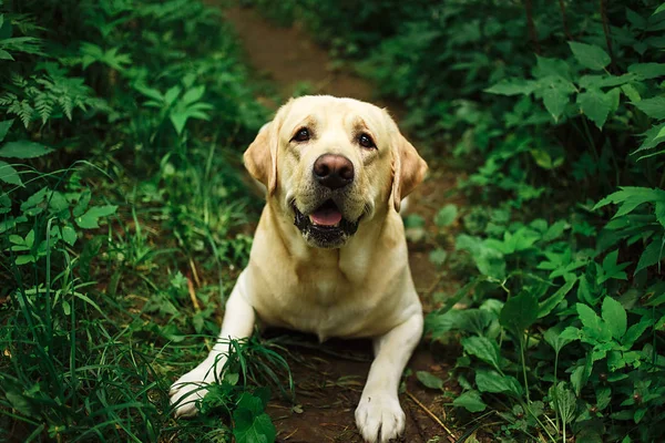 Hermoso perro grande paseando por el prado con flores — Foto de Stock