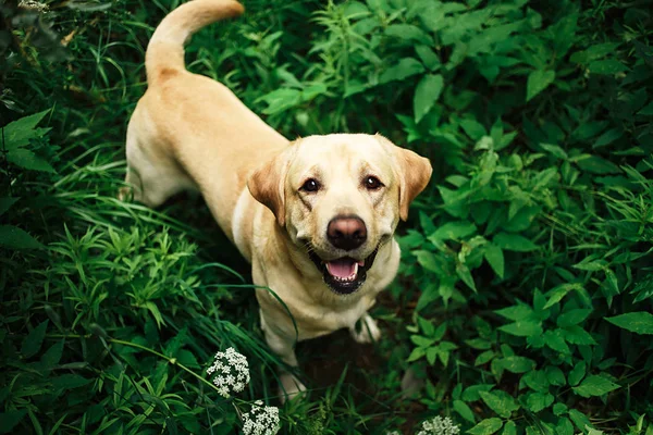 Vacker stor hund promenader på äng med blommor — Stockfoto