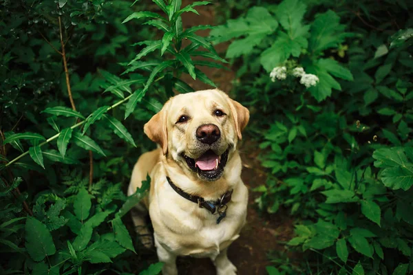 Hermoso perro grande paseando por el prado con flores —  Fotos de Stock