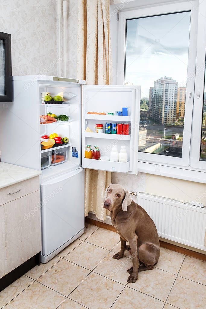 Hungry dog waiting for food in kitchen