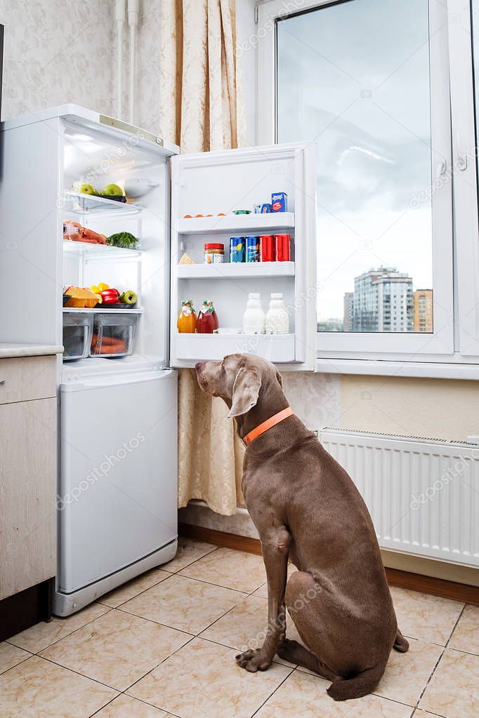 Hungry dog waiting for food in kitchen