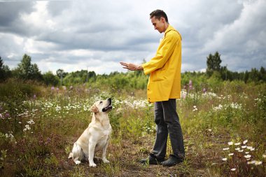 İtaatkar Labrador Retriever köpeğini eğiten ve bulutlu yaz gününde yeşil çiçek çayırında temel komutları veren genç bir adamın yan görüntüsü.