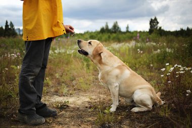 Dikkatli itaatkar Labrador köpeğinin sarı ceketli, kırsal erkek sahibinin önünde otururken yaz günü tarlada komutlar alışının yan görüntüsü