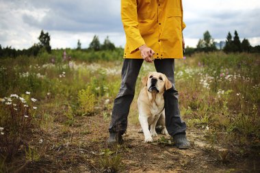 İyi huylu Labrador Retriever köpeği yaz günü tarlada eğitim görürken elinde ekin sahibinin aperatiflerine bakıyor.