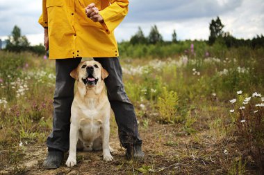 İyi huylu Labrador Retriever köpeği yaz günü tarlada eğitim görürken elinde ekin sahibinin aperatiflerine bakıyor.