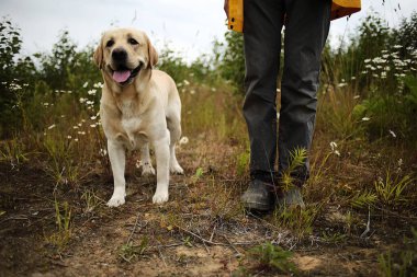 Büyük sarı Labrador av köpeği. Dili çıkıntılı. Çiçekli çayırlarda yüzsüz ustanın kırpık bacaklarının yanında duruyor.