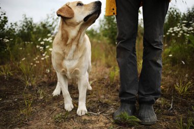 Büyük sarı Labrador av köpeği. Dili çıkıntılı. Çiçekli çayırlarda yüzsüz ustanın kırpık bacaklarının yanında duruyor.