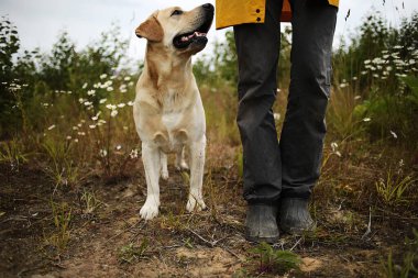 Büyük sarı Labrador av köpeği. Dili çıkıntılı. Çiçekli çayırlarda yüzsüz ustanın kırpık bacaklarının yanında duruyor.