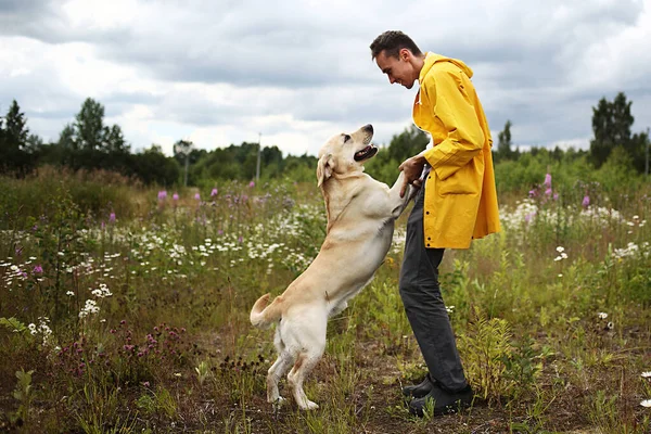 Vista Lateral Jovem Treinamento Obediente Atencioso Labrador Retriever Cão Ensinando — Fotografia de Stock