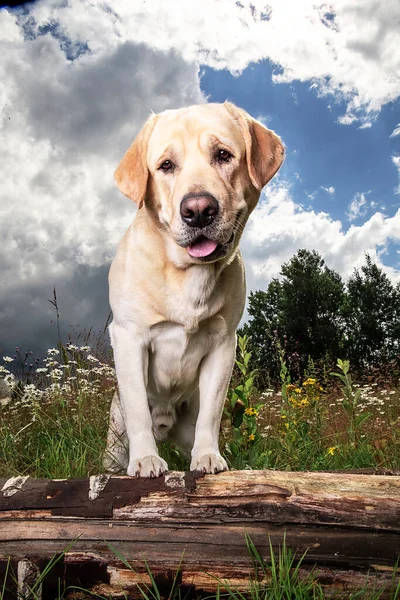 Bedårande Frisk Aktiv Vuxen Gul Labrador Retriever Hund Står Med — Stockfoto