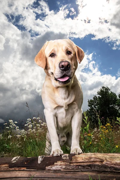 Bedårande Frisk Aktiv Vuxen Gul Labrador Retriever Hund Står Med — Stockfoto