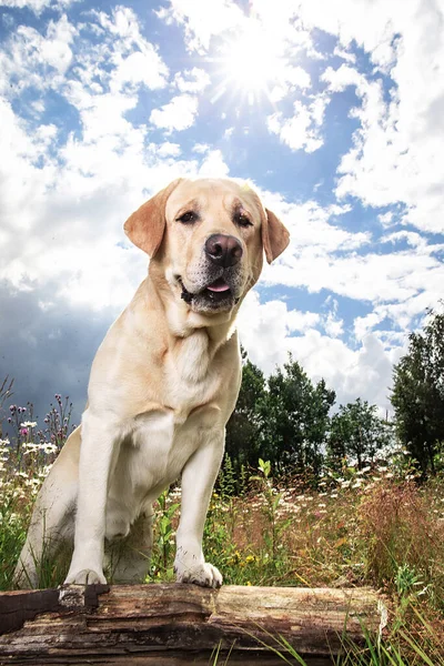 Bedårande Frisk Aktiv Vuxen Gul Labrador Retriever Hund Står Med — Stockfoto