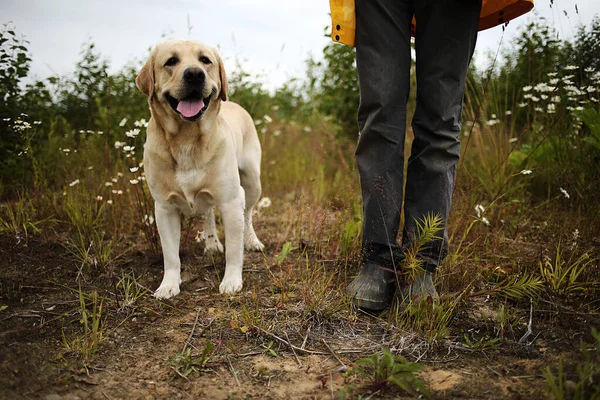 Curieux Grand Labrador Jaune Récupérateur Avec Langue Saillante Debout Côté — Photo