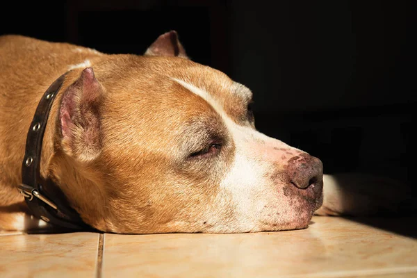 Desde Arriba American Staffordshire Terrier Mirando Cámara Mientras Está Tumbado — Foto de Stock
