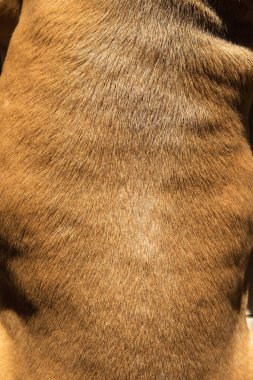 Yukardan gelen kısa kahverengi kürklü safkan bir köpeğin sırtında