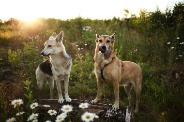 İki mutlu köpek çayırdaki yeşil çimlerin ve taze çiçeklerin arasında bir kütüğün üzerinde duruyor ve yan tarafa bakıyor.