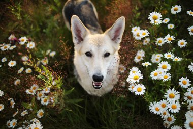 Mutlu köpek çayırda yeşil çimlerin ve taze çiçeklerin arasında oturmuş kameraya bakıyor.