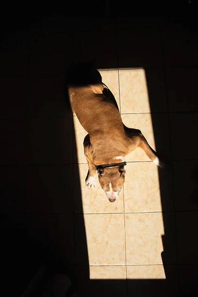 Von Oben Schaut American Staffordshire Terrier Die Kamera Während Hause — Stockfoto