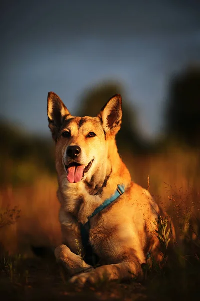 Obedient Wolfdog Lying Grass While Resting Field Evening Countryside — Stock Photo, Image