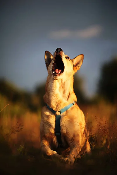 Furry Wolfdog Howling Loudly While Lying Grass Blurred Background Meadow — Stock Photo, Image