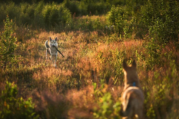 在乡间灌木丛中 两只可爱的狼狗在草丛中相互倒立着 — 图库照片