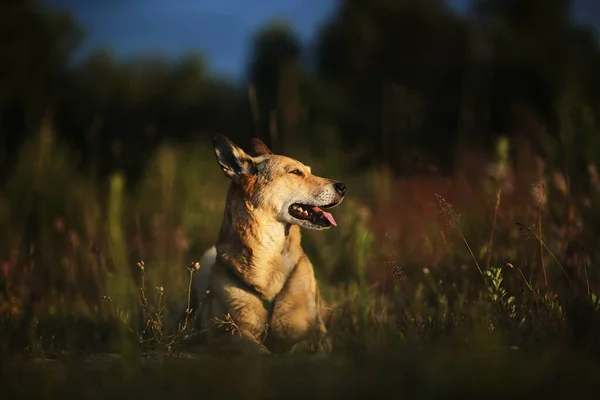 夜に牧草地で時間を過ごしながら 離れて見て草の上に横たわっている忠実なオオカミ — ストック写真