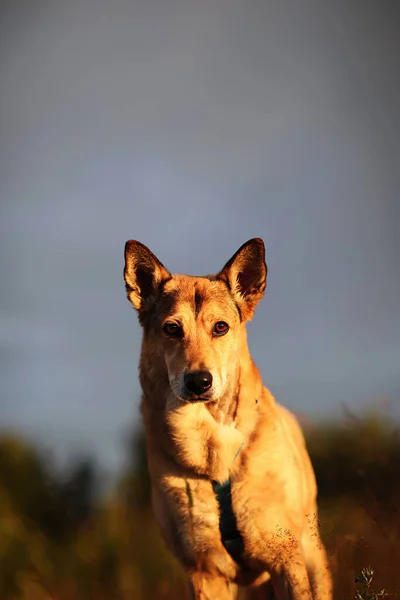 Υπάκουη Wolfdog Στέκεται Στο Γρασίδι Ενώ Στηρίζεται Αγρό Βράδυ Στην — Φωτογραφία Αρχείου