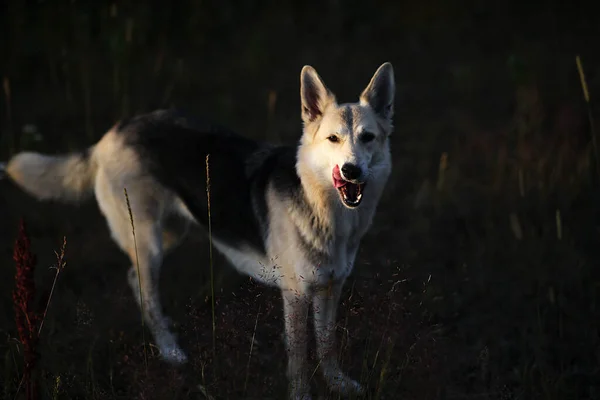 Lindo Perro Lobo Pie Medio Hierba Sobre Fondo Borroso Arbustos —  Fotos de Stock