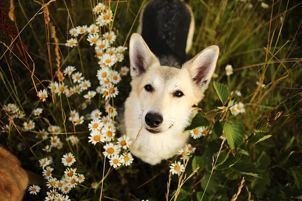 Szczęśliwy Pies Patrząc Aparat Stojąc Pośród Zielonej Trawy Świeżych Kwiatów — Zdjęcie stockowe