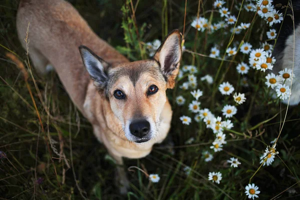 Счастливая Собака Смотрит Камеру Стоя Посреди Зеленой Травы Свежих Цветов — стоковое фото