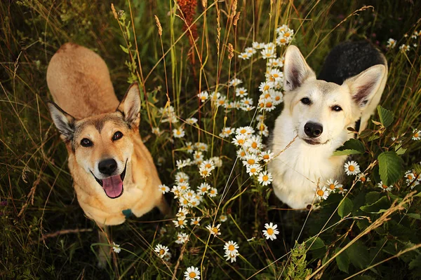 Desde Arriba Dos Perros Felices Mirando Cámara Mientras Están Pie —  Fotos de Stock