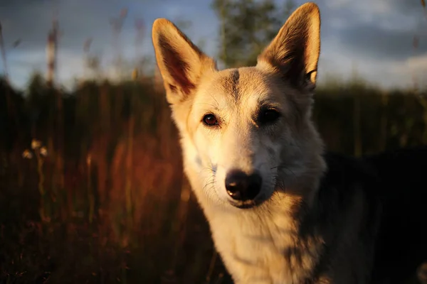 Lojal Hund Promenader Gräsbevuxen Fält Och Titta Kameran Medan Spendera — Stockfoto