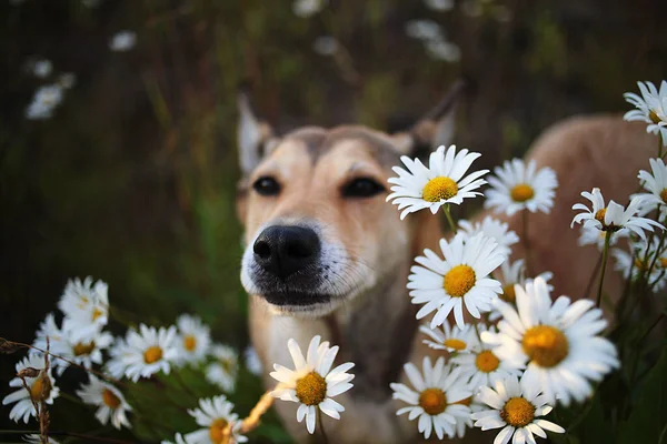 Ενθουσιασμένος Wolfdog Κάθεται Μέσα Χαμόμηλα Και Κοιτάζοντας Την Κάμερα Στο — Φωτογραφία Αρχείου