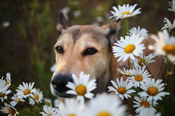 Heyecanlı Kurt Köpeği Papatyaların Arasında Oturmuş Doğadaki Yeşil Çayırlarda Kameraya — Stok fotoğraf