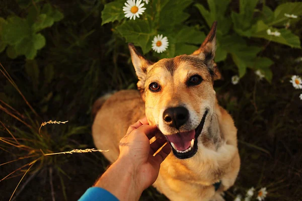 Unrecognizable Owner Stroking Head Obedient Dog While Spending Time Green — Stock Photo, Image